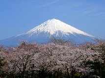 富士養鱒から見える桜と富士山