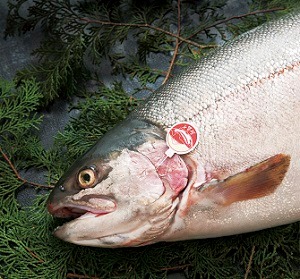 漁協ブランドトラウト 紅富士 とは 富士養鱒漁業協同組合
